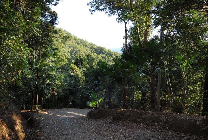 Cloud 9 Villa Daintree Eksteriør billede